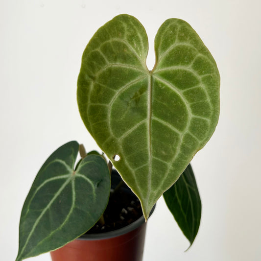 Anthurium Clarinervium 4”pot
