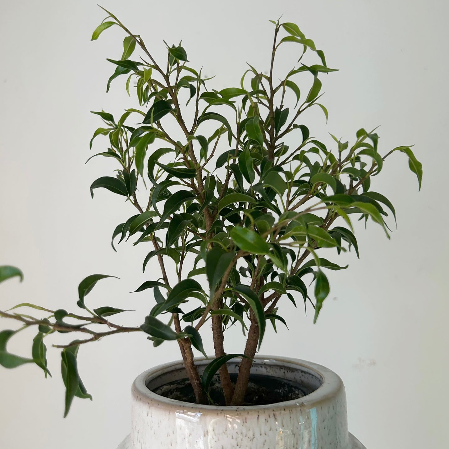 Ficus Benjamina Curly (Small-Leaf) 3.5” pot