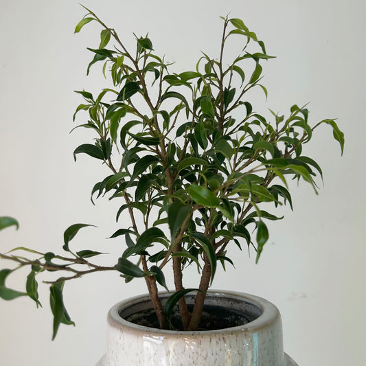 Ficus Benjamina Curly (Small-Leaf) 3.5” pot