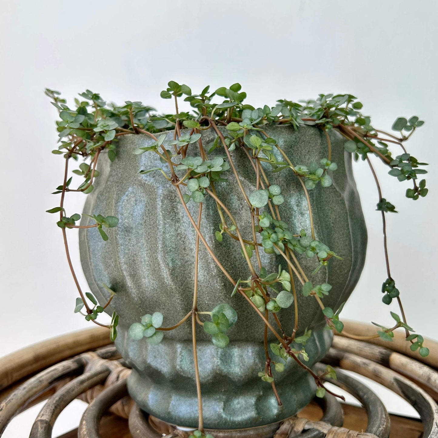 IRIS Raised Decorative Pot (7.5”x7.5”)