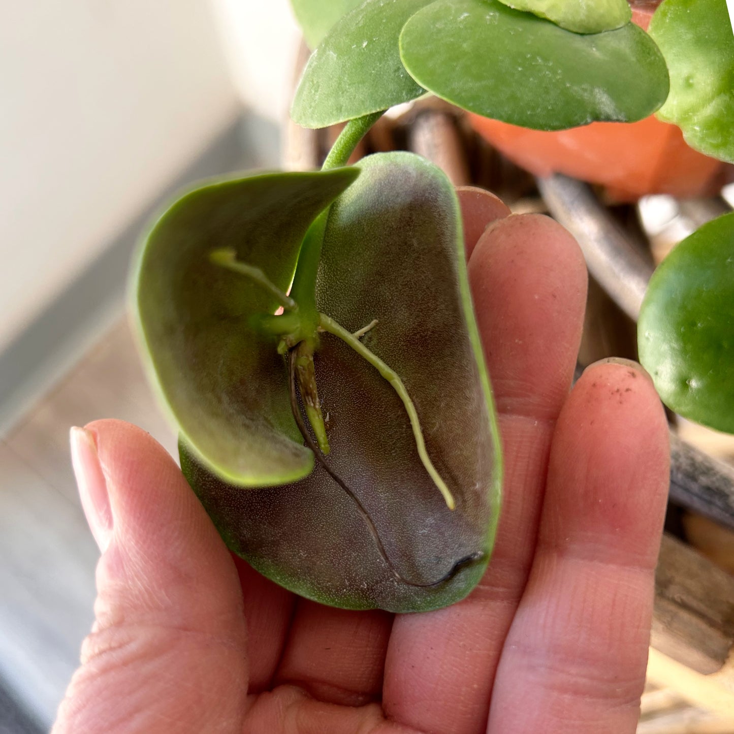 Dischidia platyphylla 4.5” hanging basket
