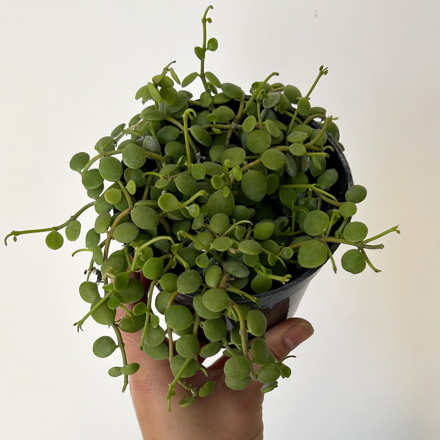 String of Nickels (Dischidia Nummularia) 4” pot