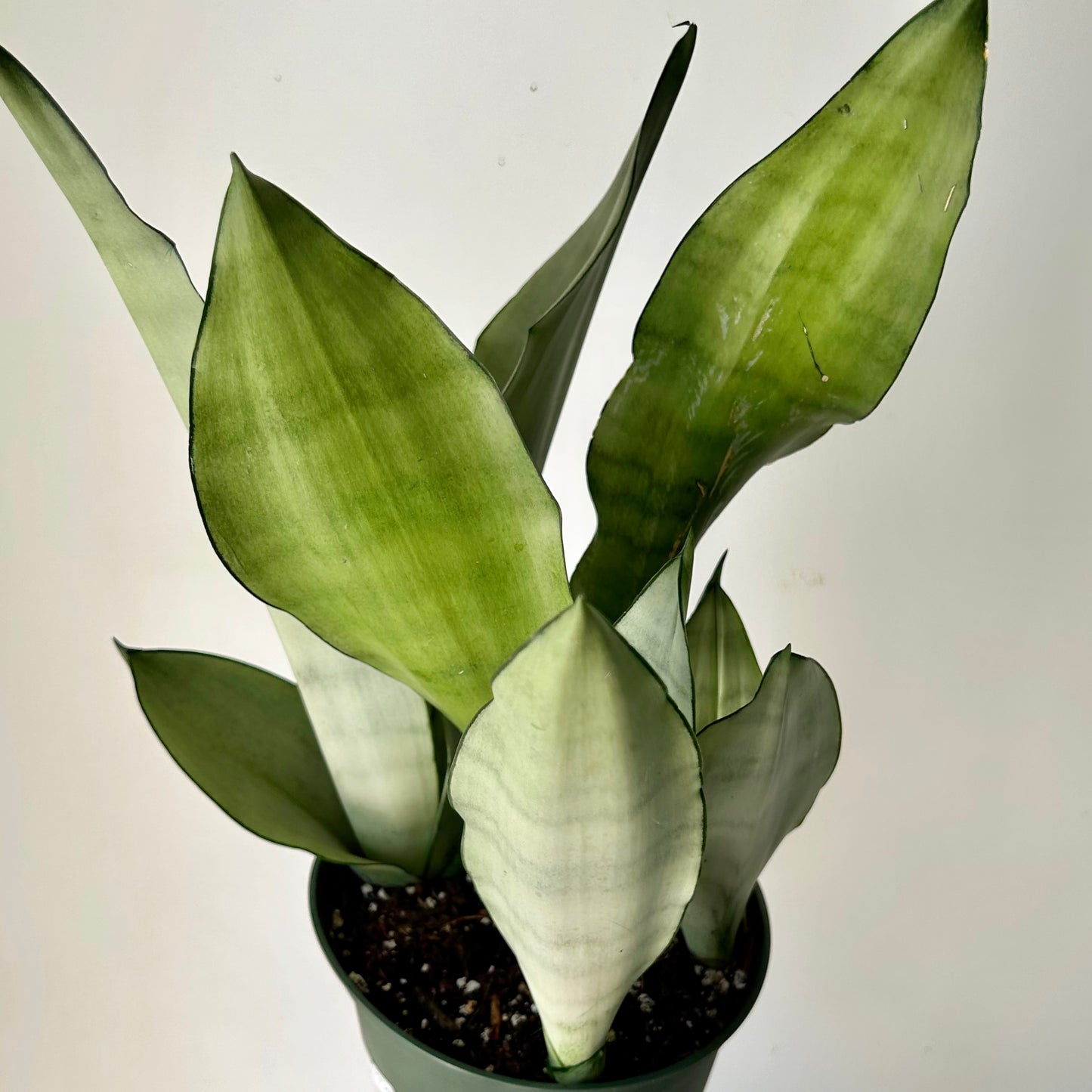 Sansevieria “Moonshine” 6” pot