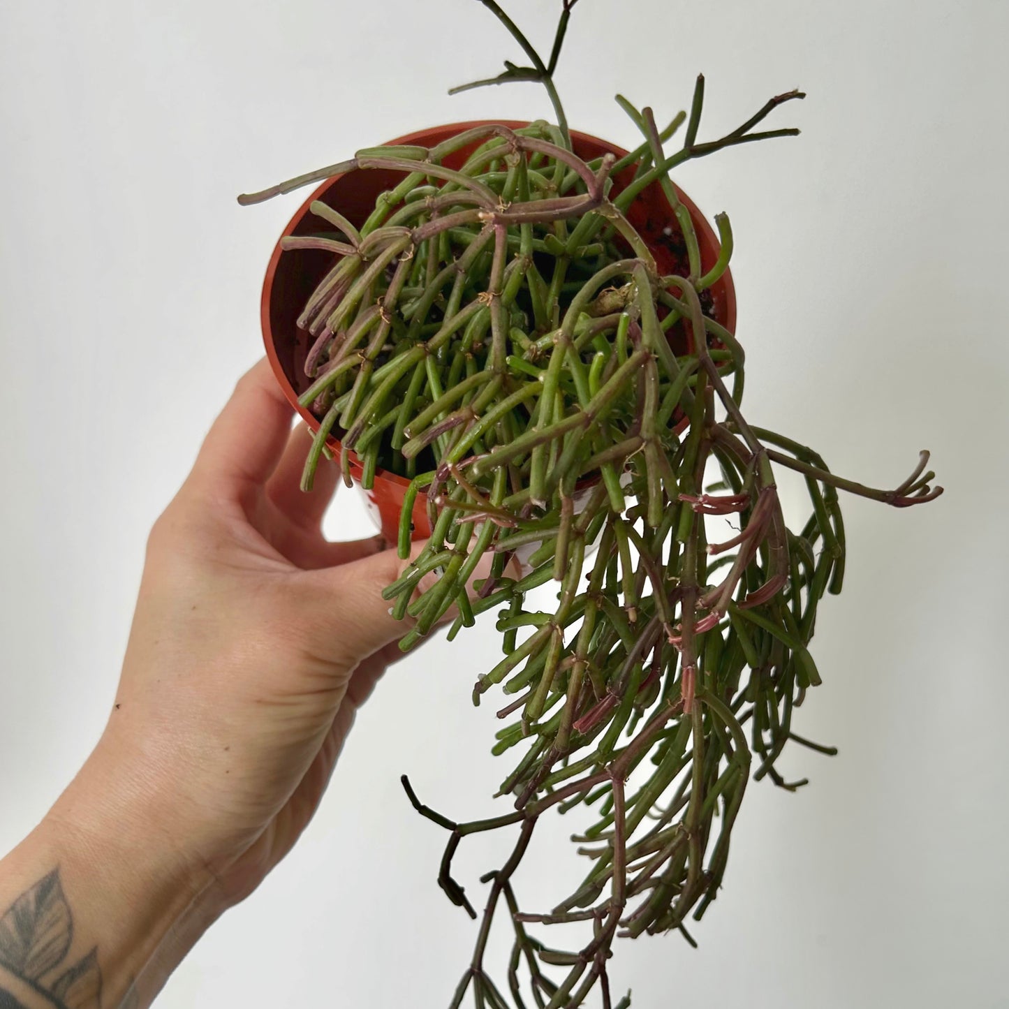 Rhipsalis clavata 4” pot