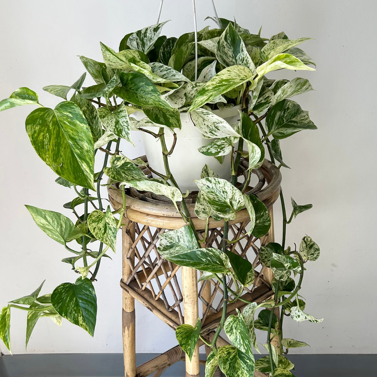 Pothos “Marble Queen 8” hanging basket