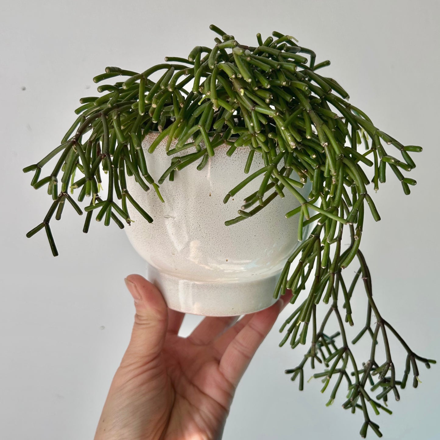 Rhipsalis clavata 3.5”pot