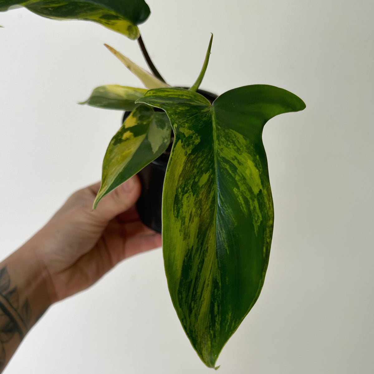 Variegated Philodendron “Florida Beauty” 4”pot
