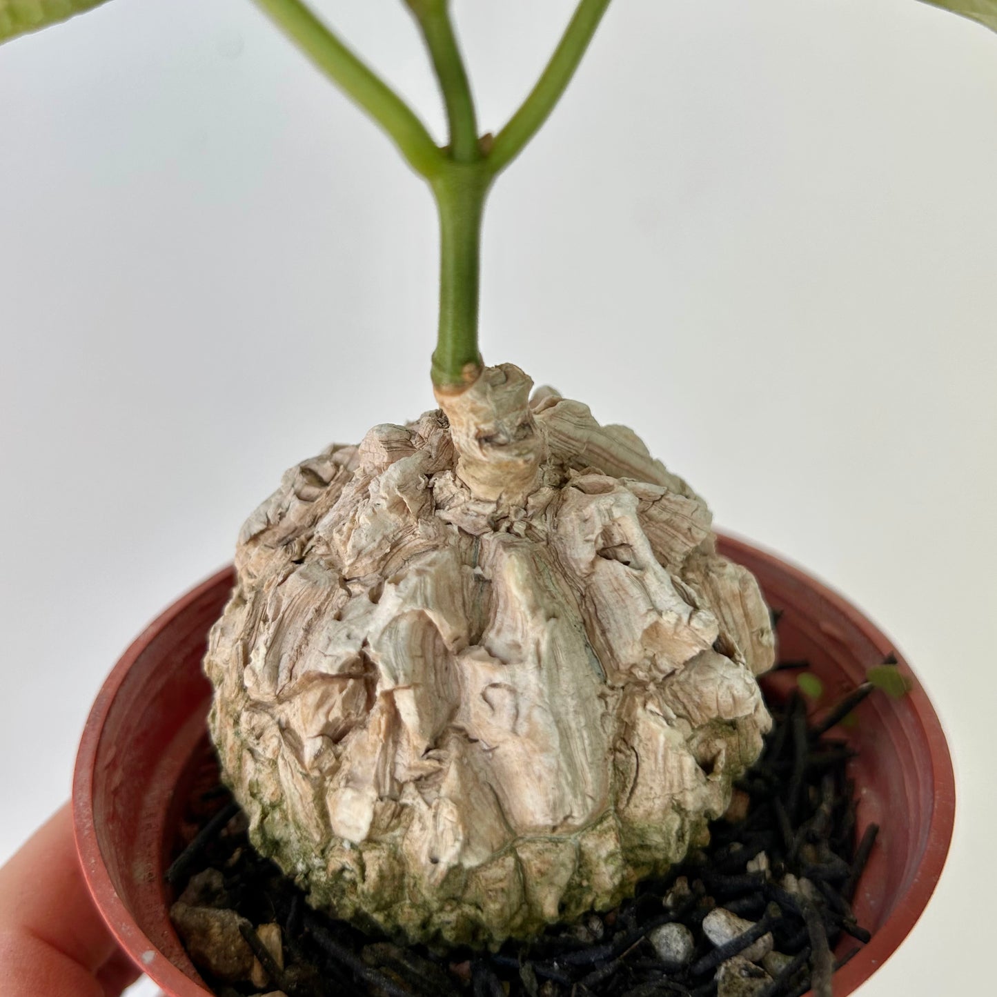 Matelea cyclophylla 3.5”pot