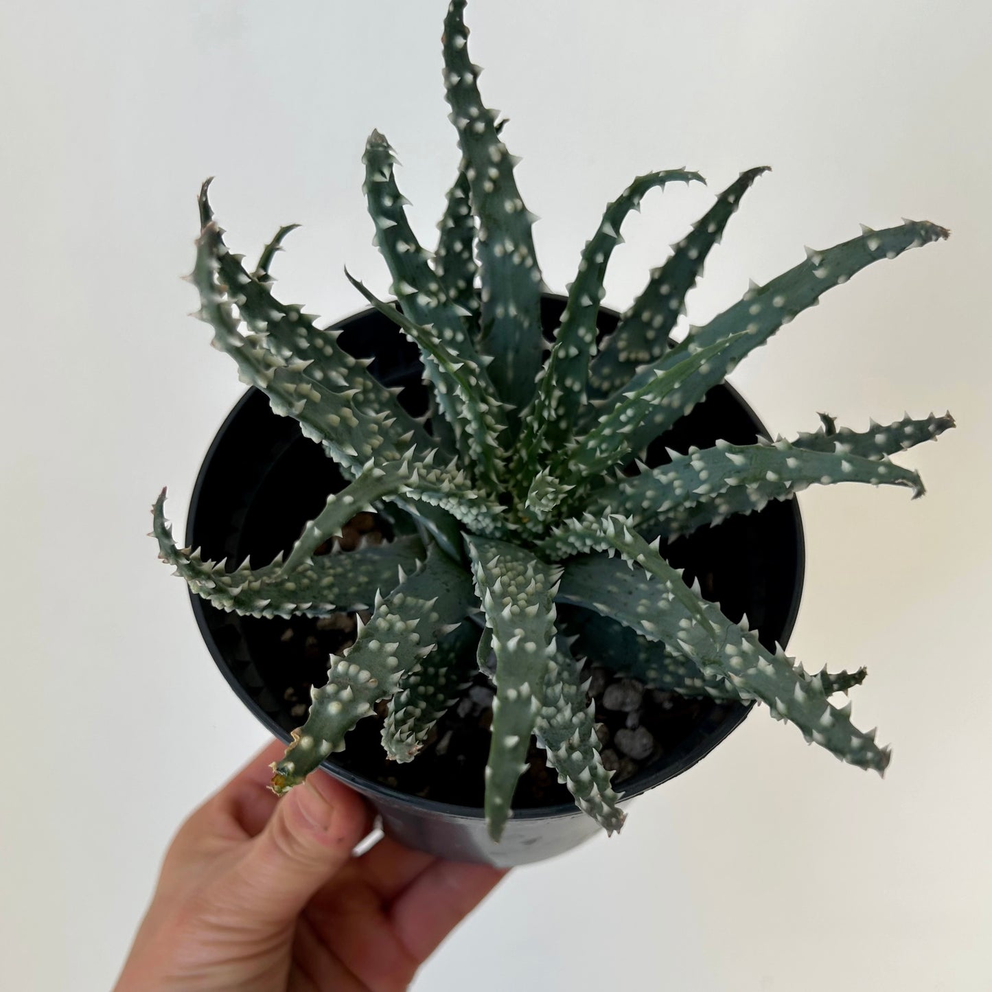 Spider Aloe (Humilis) 5” pot