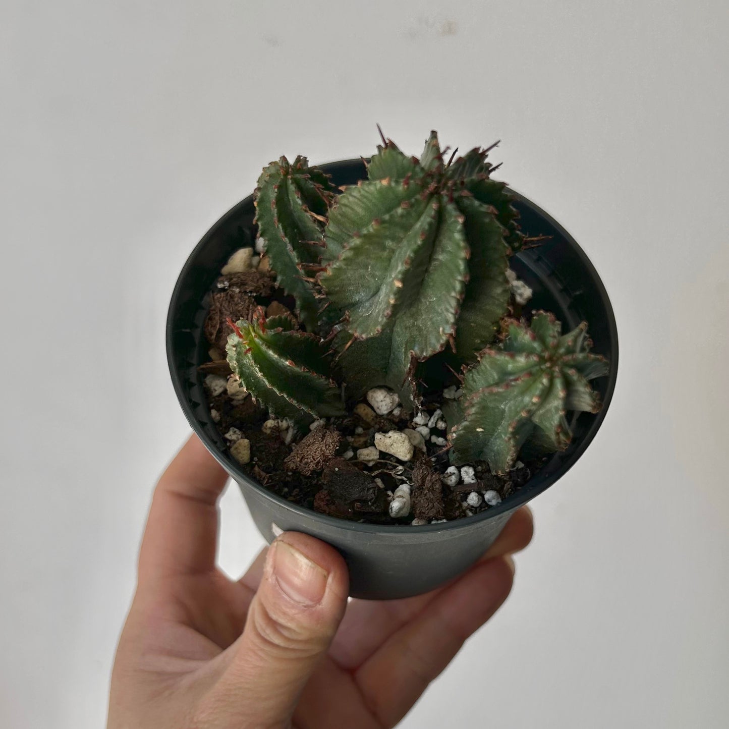 Euphorbia polygona 3.5”pot