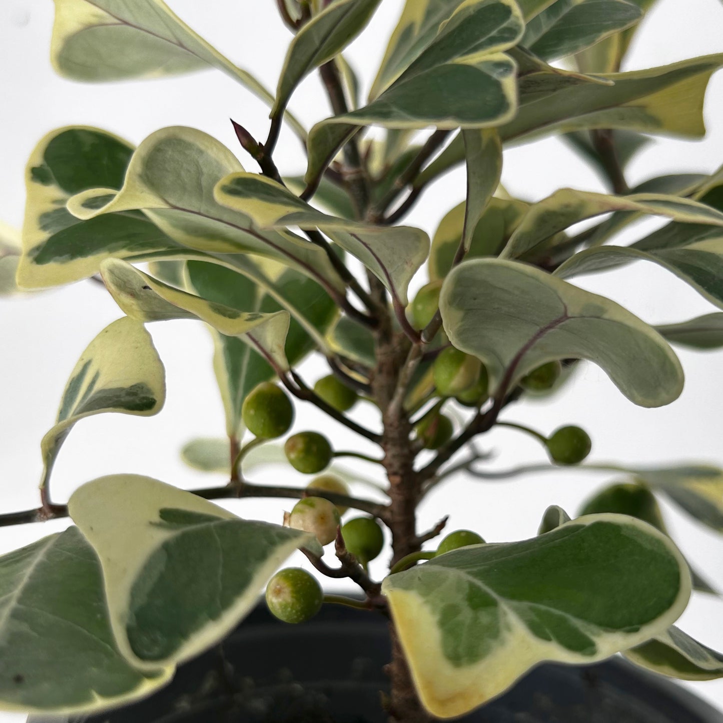 Ficus Triangularis Variegata 4” pot