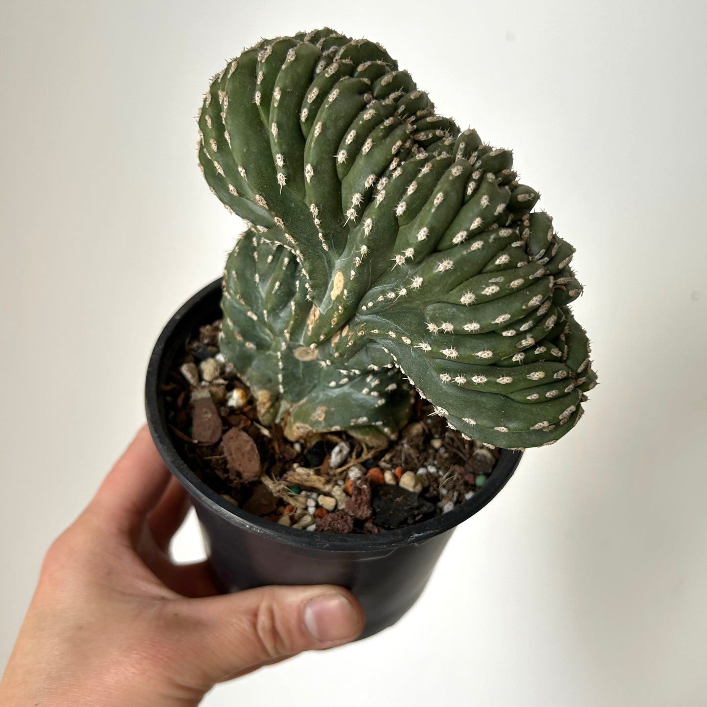 Marginatocereus Marginatus Crested 4.5”pot