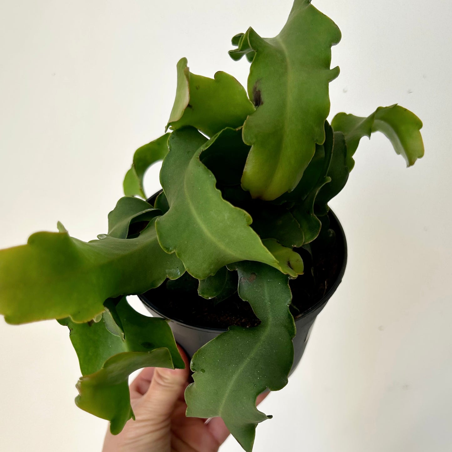 Curly Sue Orchid Cactus (Epiphyllum guatemalense) 5”pot