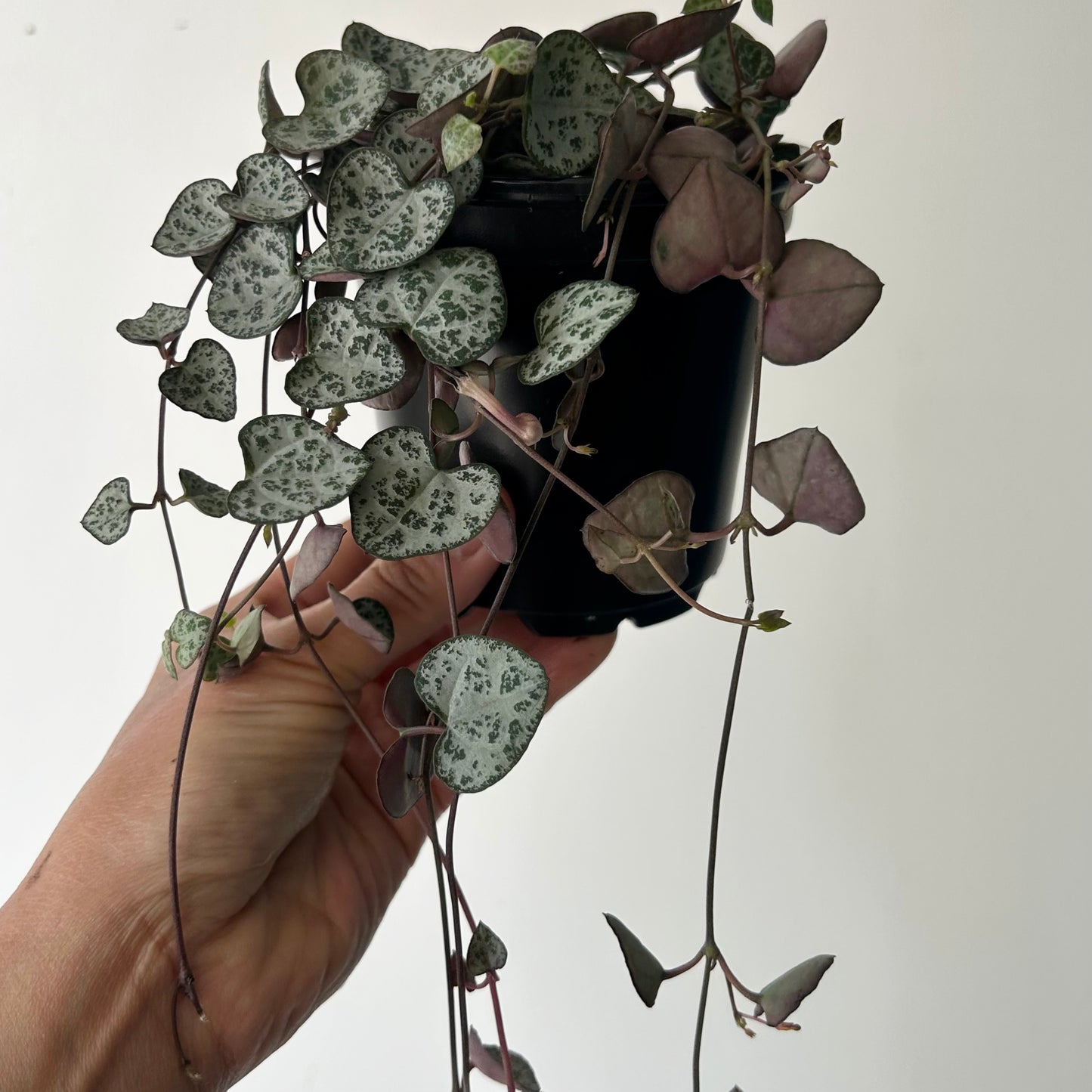 String of Hearts 4”pot