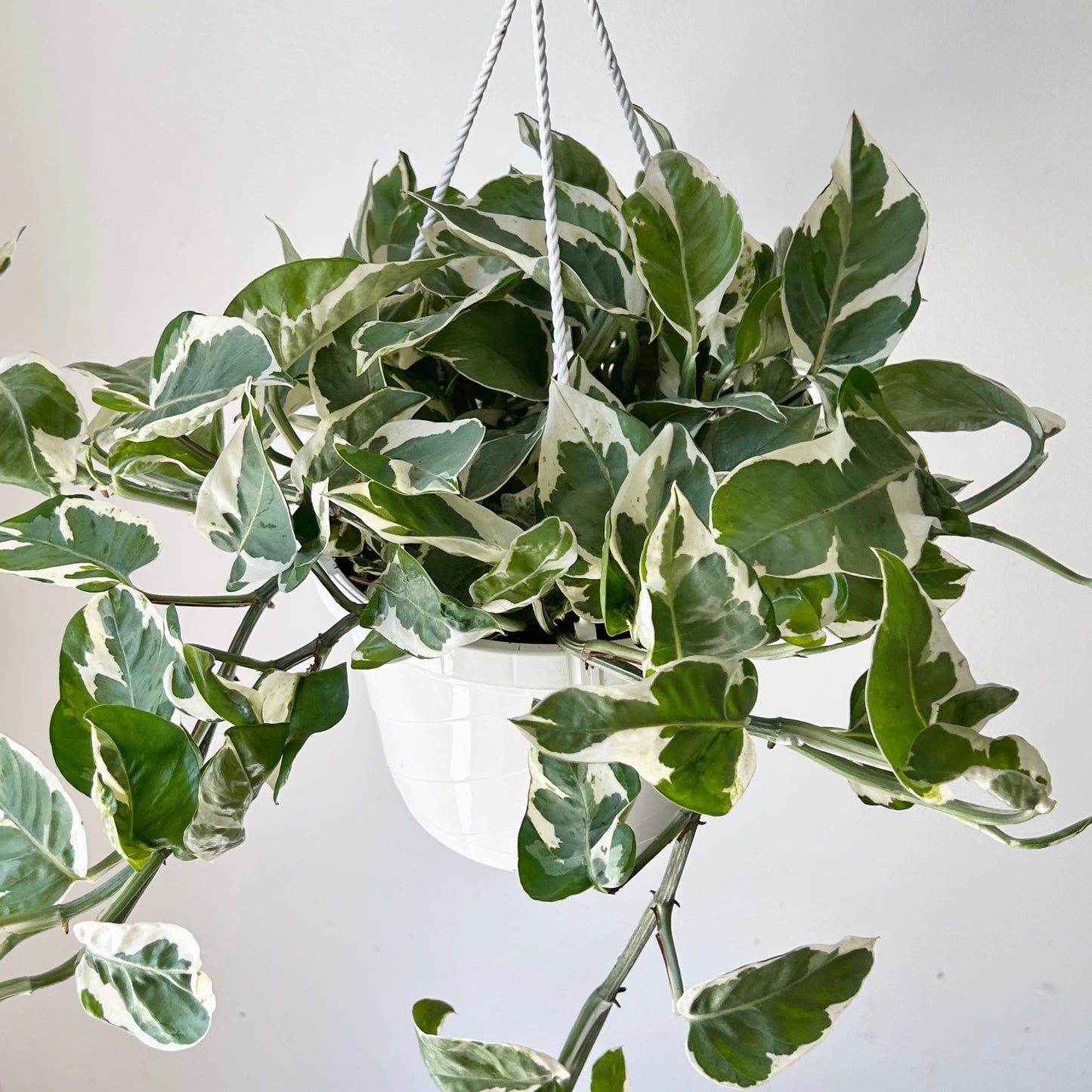 Pothos Pearl and Jade 8” Hanging Basket