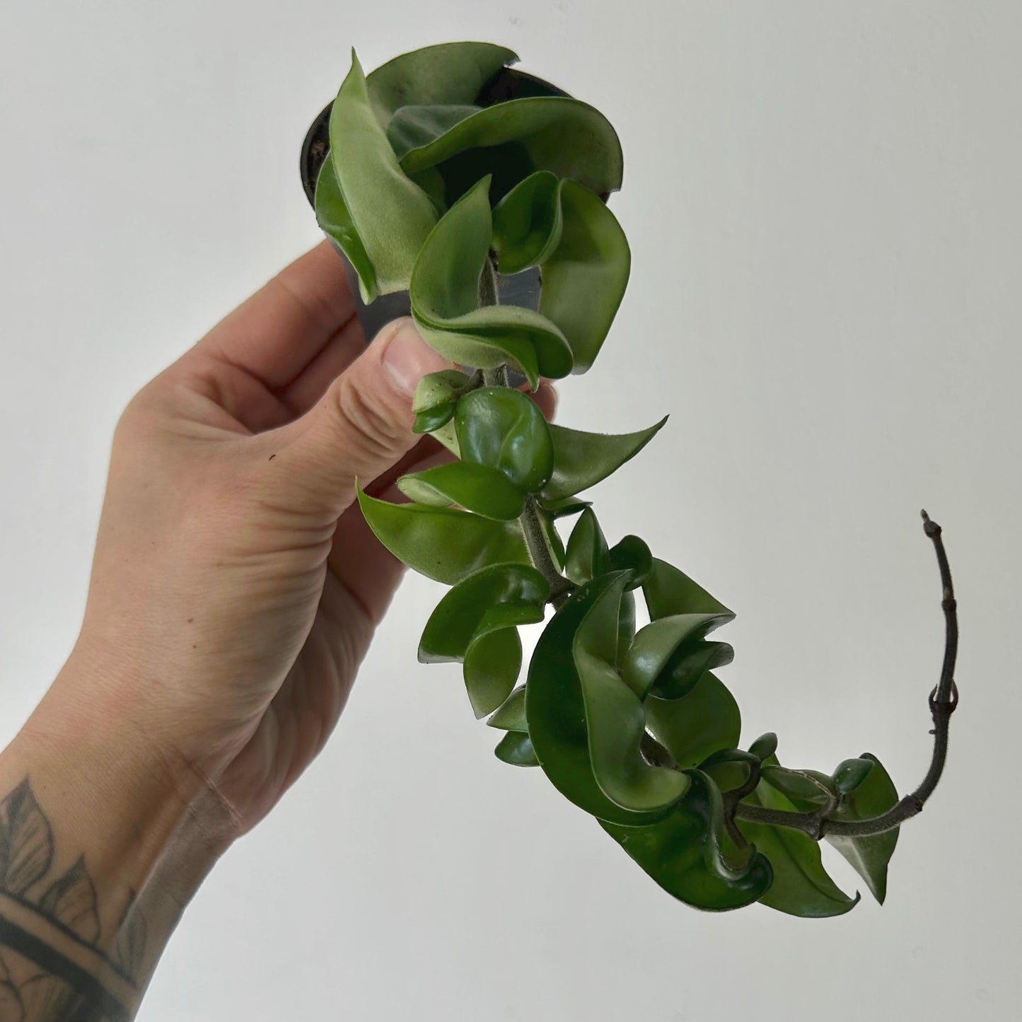 Rope Hoya (Carnosa compacta) 2.5”pot