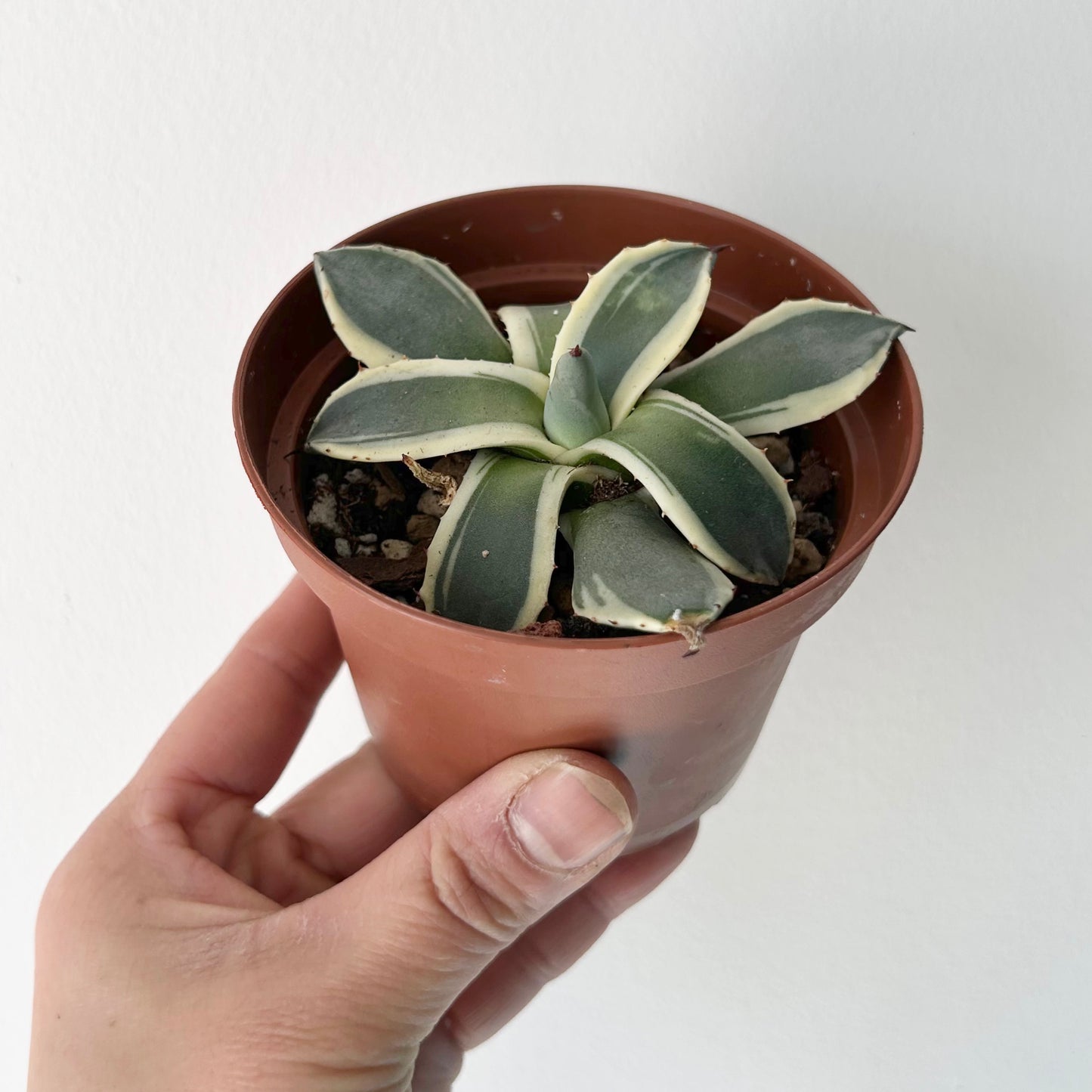 Agave applanata 'Cream Spike' 3.5”’pot