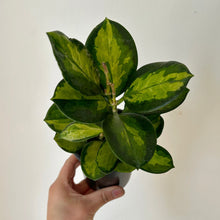 Load image into Gallery viewer, Hoya Australis “Lisa” 3.5” pot
