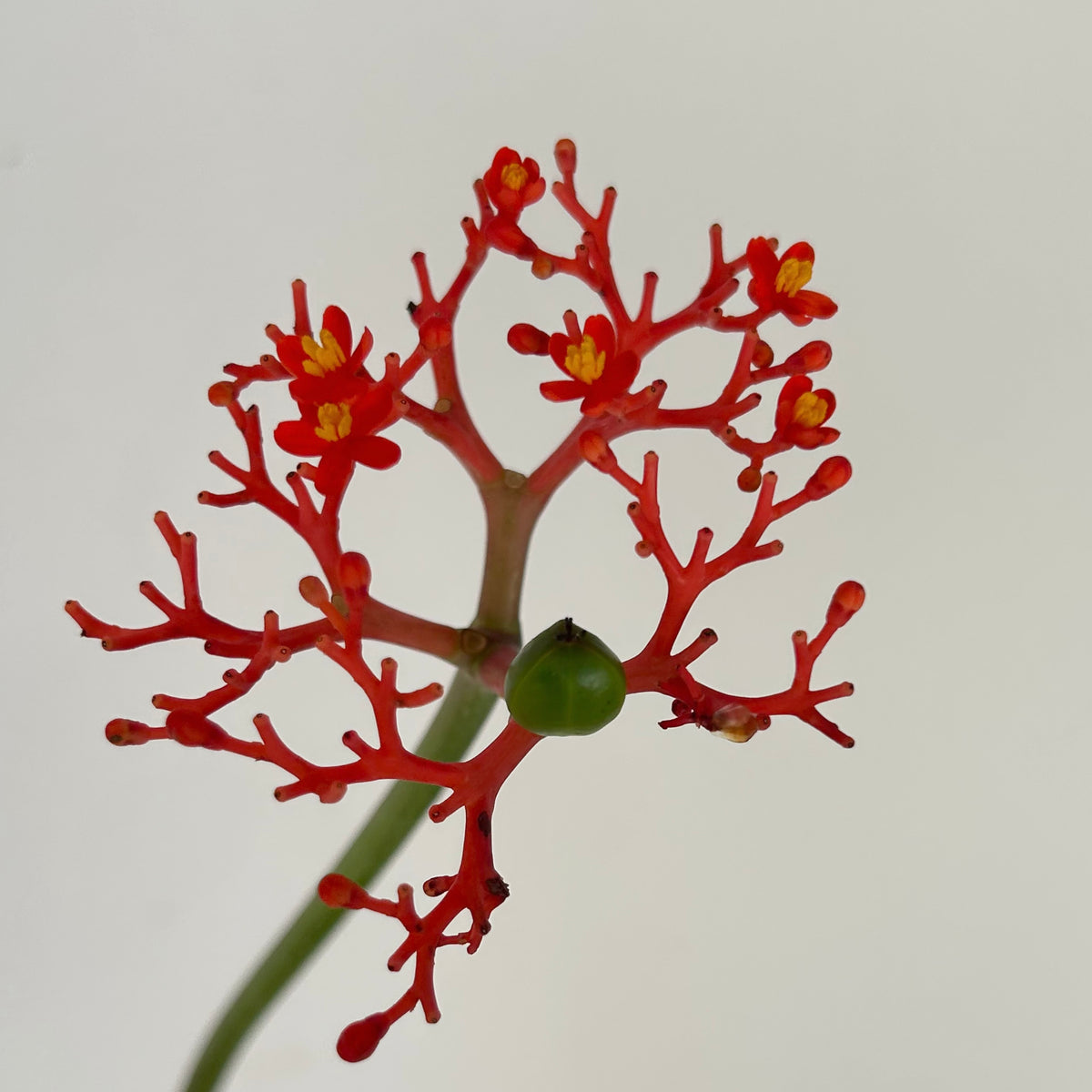 Buddha Belly Plant (Jatropha podagrica) 6” pot