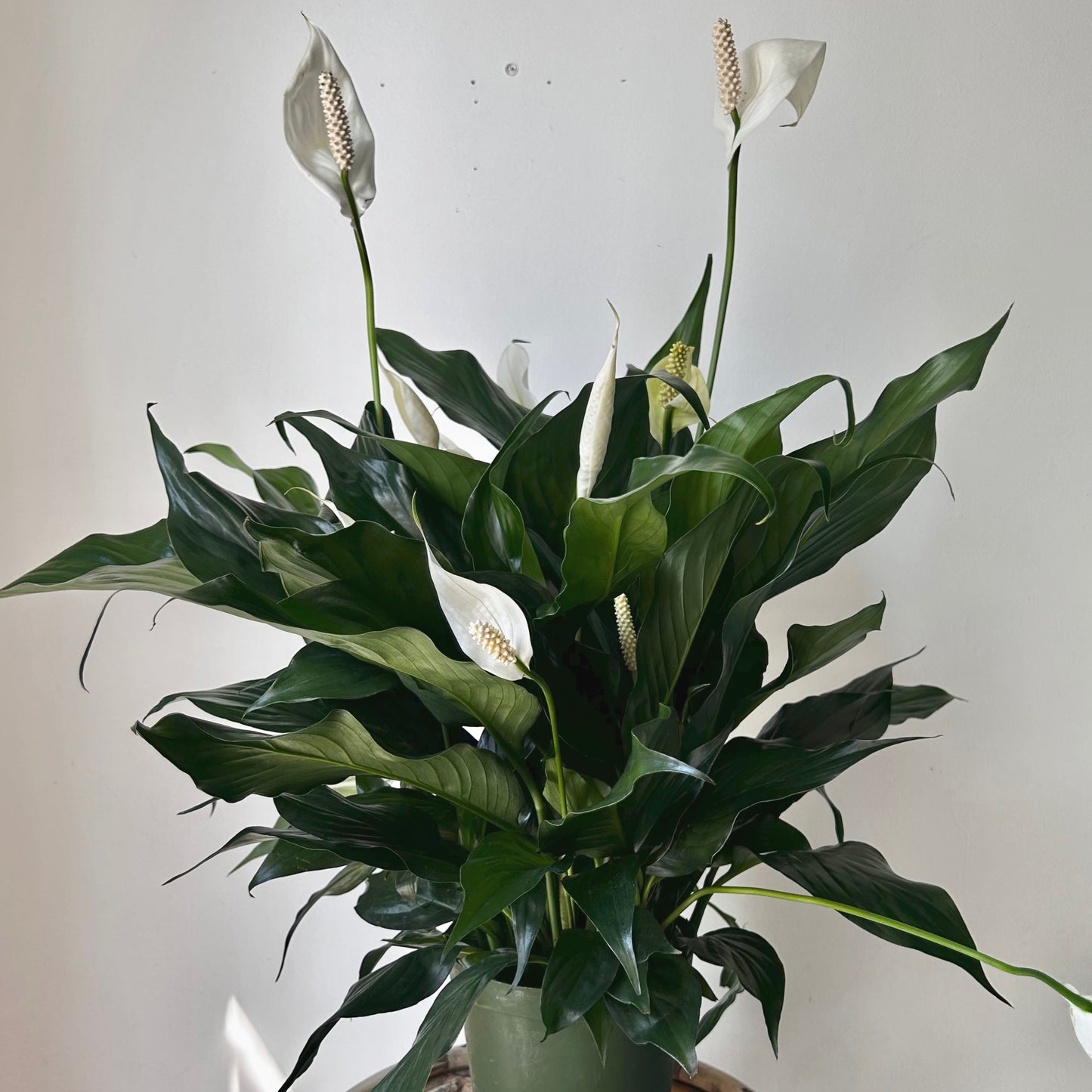 Peace Lily (Spathiphyllum) approximately 2ft tall in 6”pot