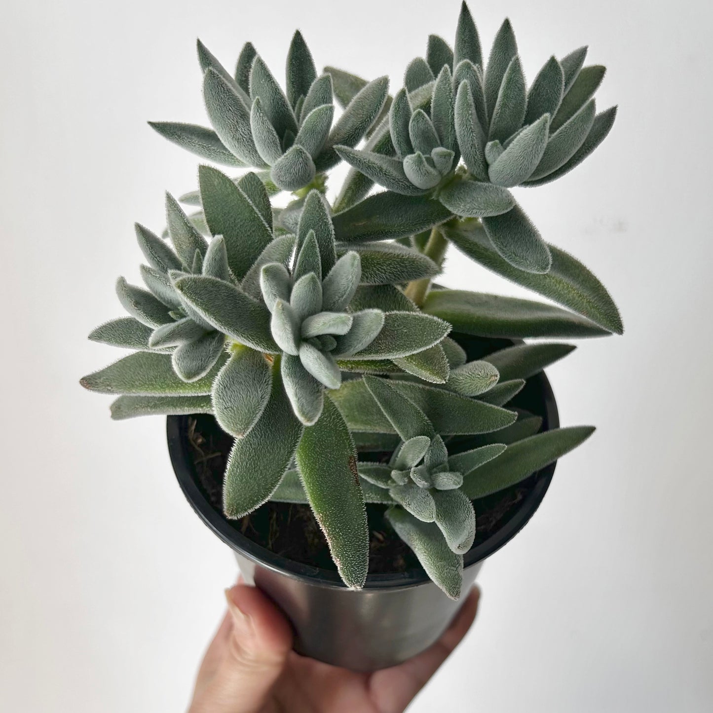 Crassula mesembryanthemoides ‘Tarantula’ 4” pot