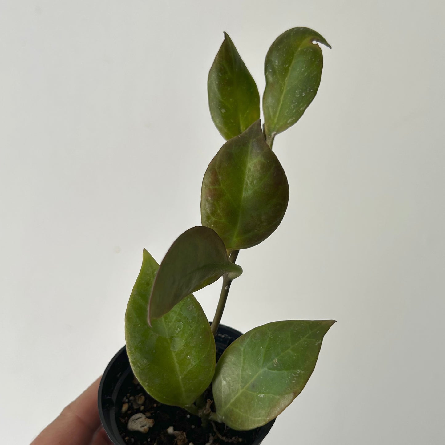 Hoya ‘Sunrise’ 2.5”pot