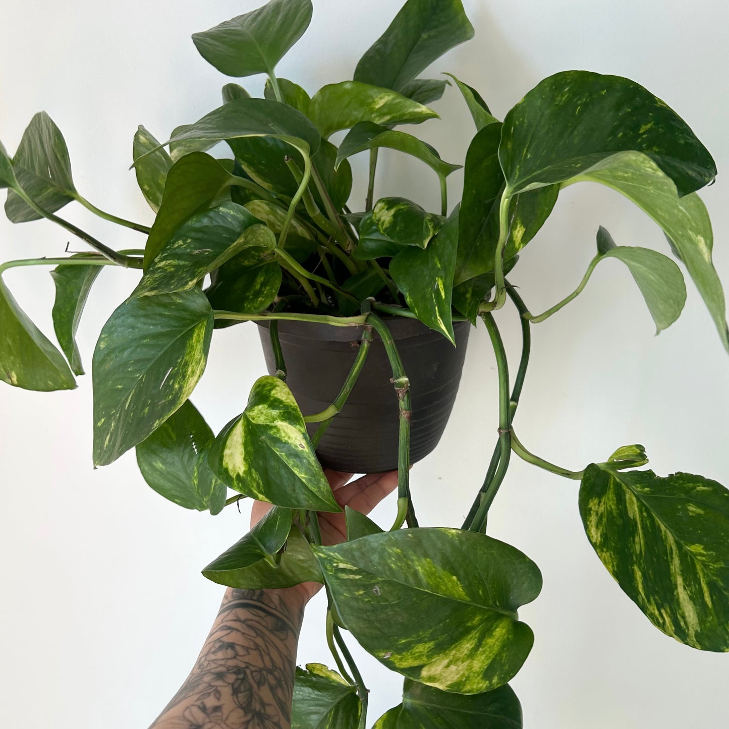 Golden Pothos 6” hanging basket