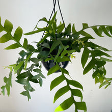 Load image into Gallery viewer, Fernleaf Orchid Cactus (selenicereus chrysocardium ) 8” hanging basket
