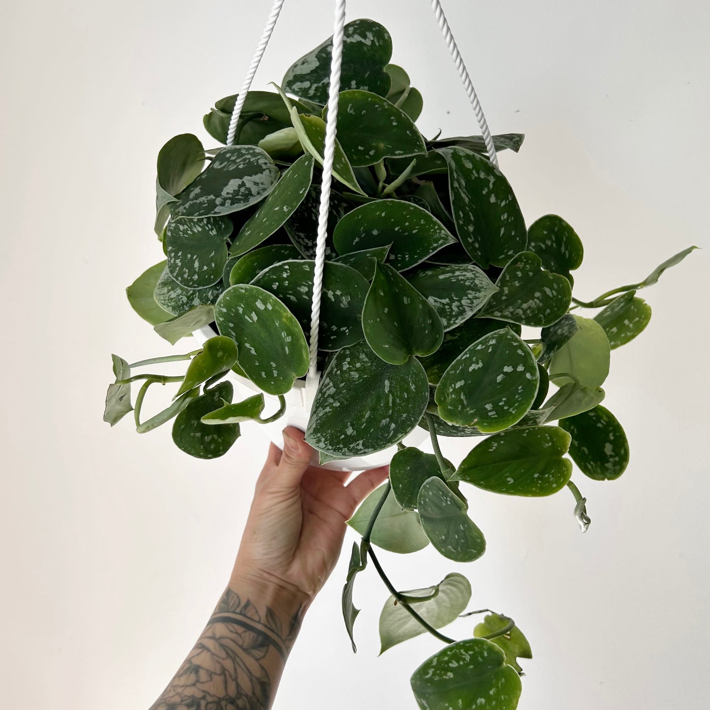 Scindapsus Pictus “Silvery Ann” 8" hanging basket