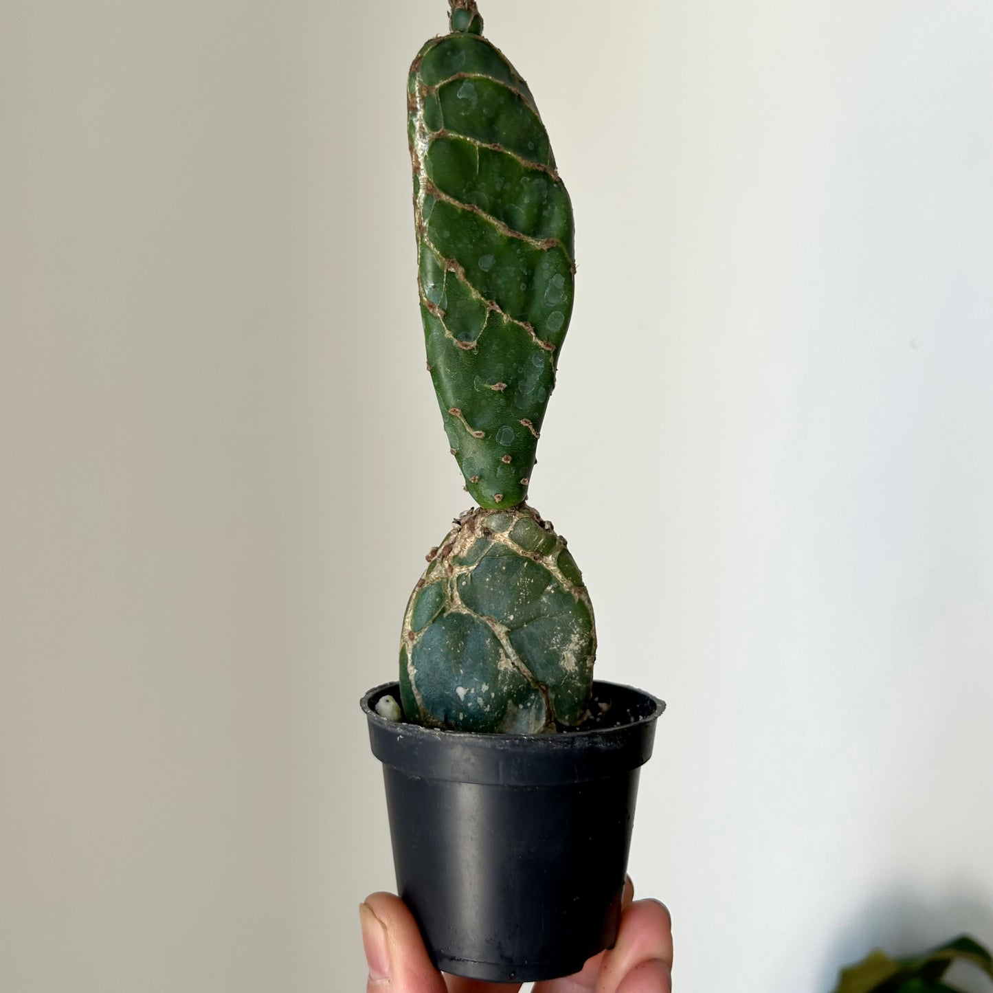 Opuntia reticulata "Cobra" 2.5”pot