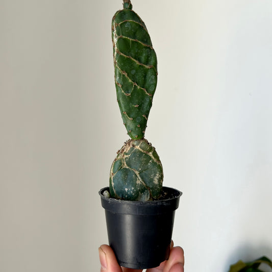 Opuntia reticulata "Cobra" 2.5”pot