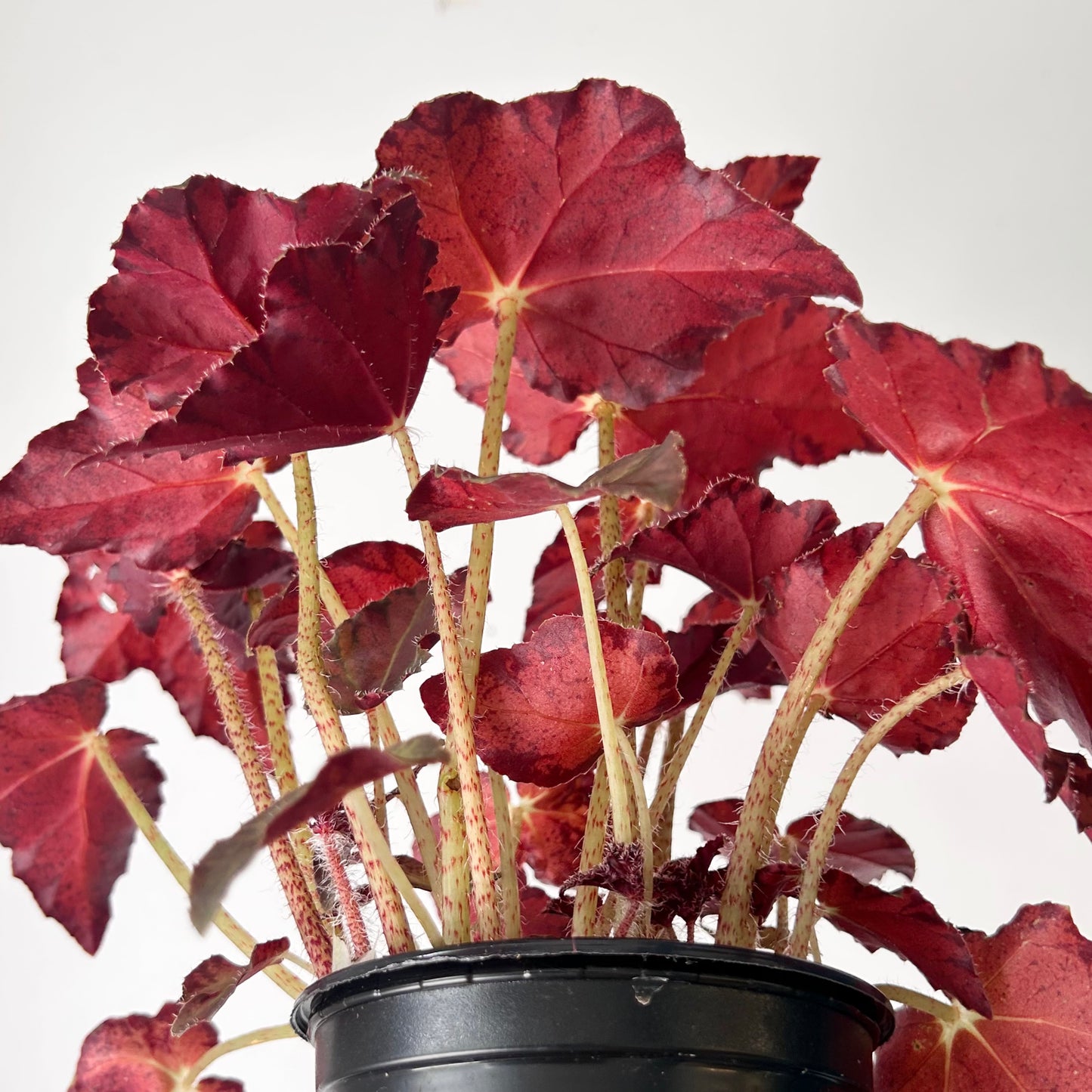 Begonia Rex 4” pot