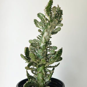 Opuntia Variegated “Joseph’s Coat” 4” pot