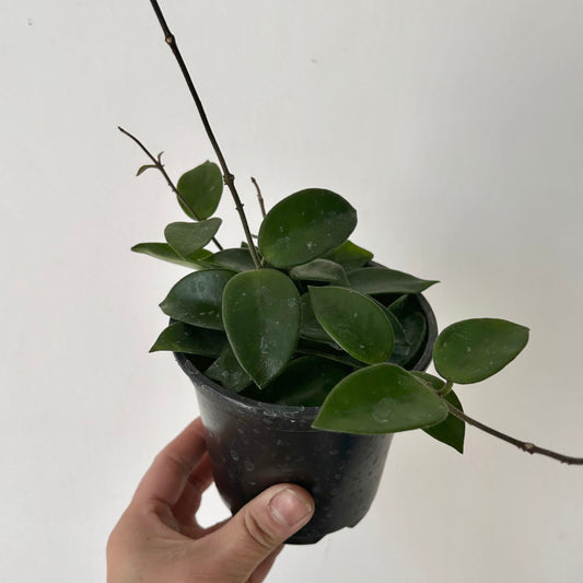 Hoya Chuoke (H.CarnosaXH.serpens) 4”pot