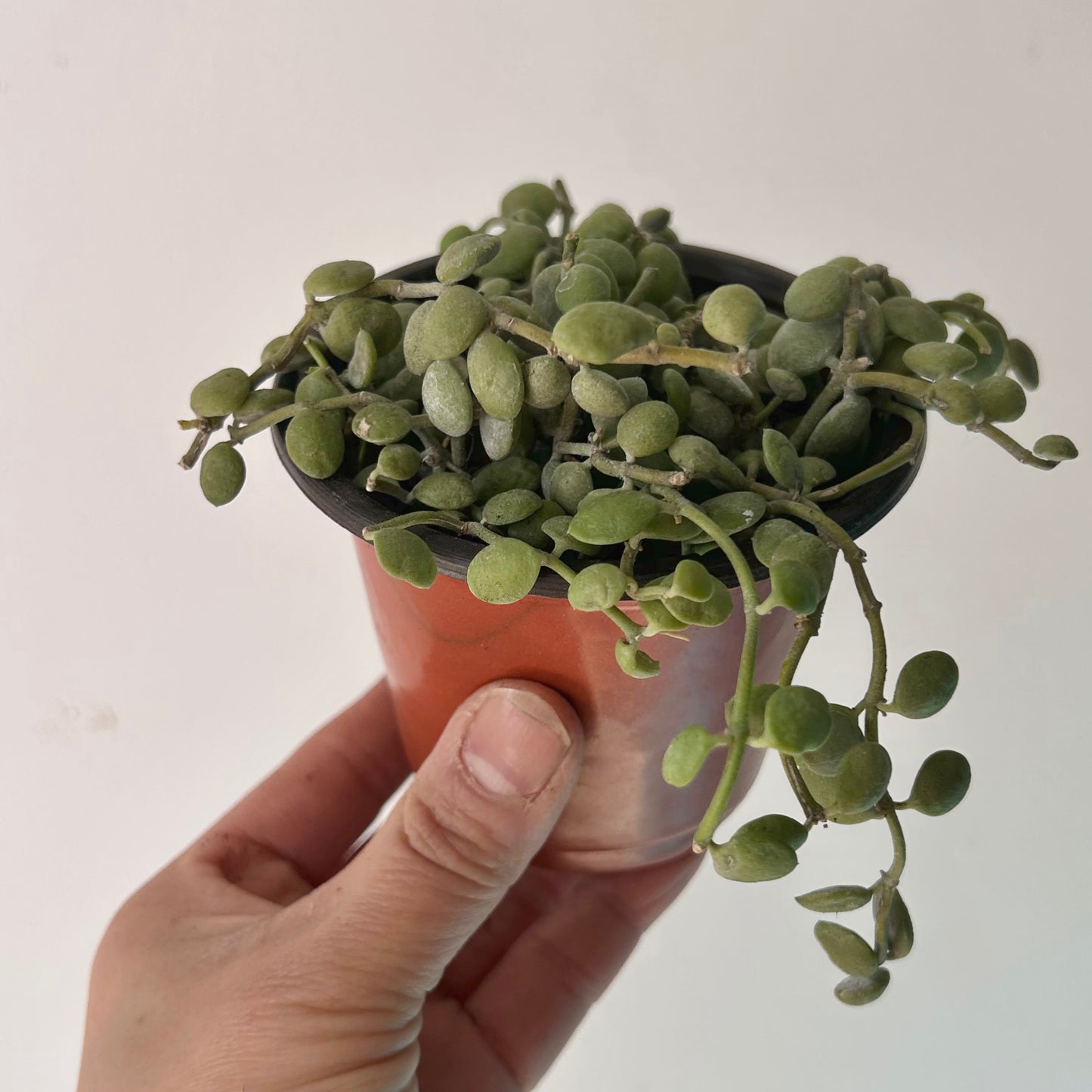 String of Nickels (Dischidia nummularioides) 3.5” pot