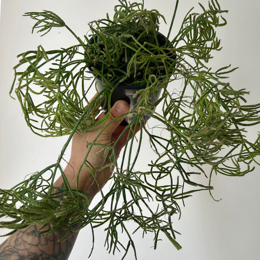 Rhipsalis prismatica 4” pot