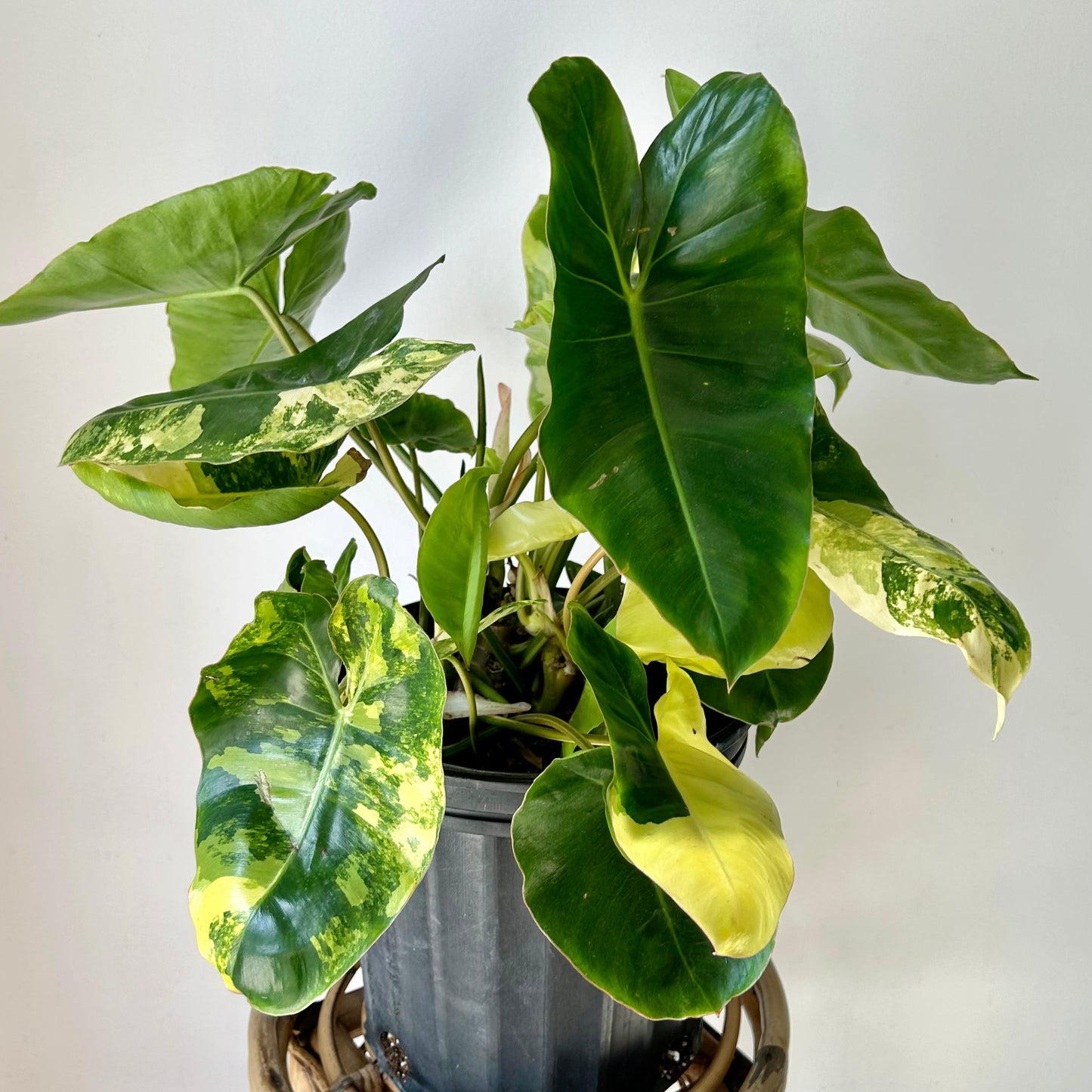 Variegated Philodendron Burle Marx 6” pot