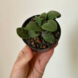 Ox Tongue Succulent  (Gasteria glomerata) 2.5” pot