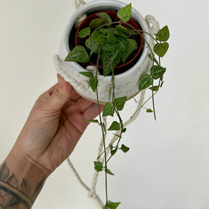 String of Spades (Ceropegia) 2.75”pot