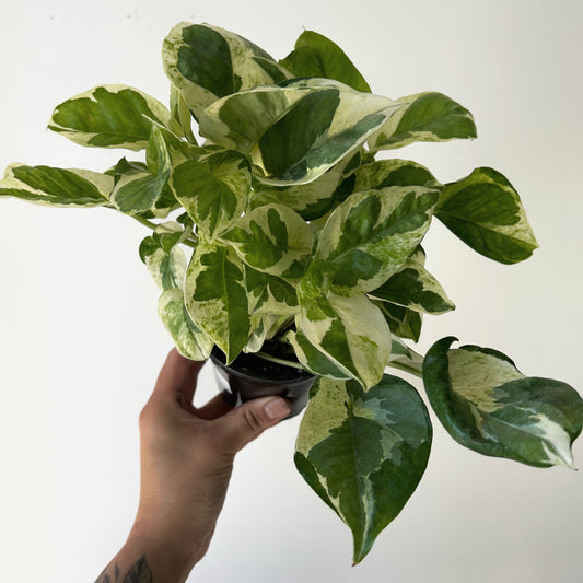 Pothos “Pearl & Jade” 4”pot