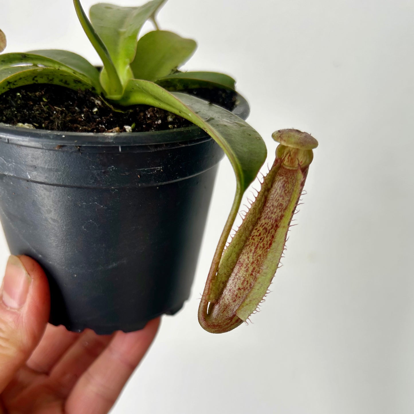 Miranda Hybrid Pitcher Plant ( N.maxima x N.northiana) 3.5”pot