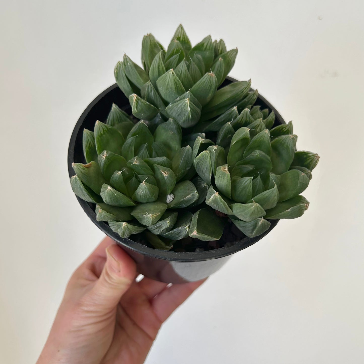 Haworthia Cymbiformis 5” pot