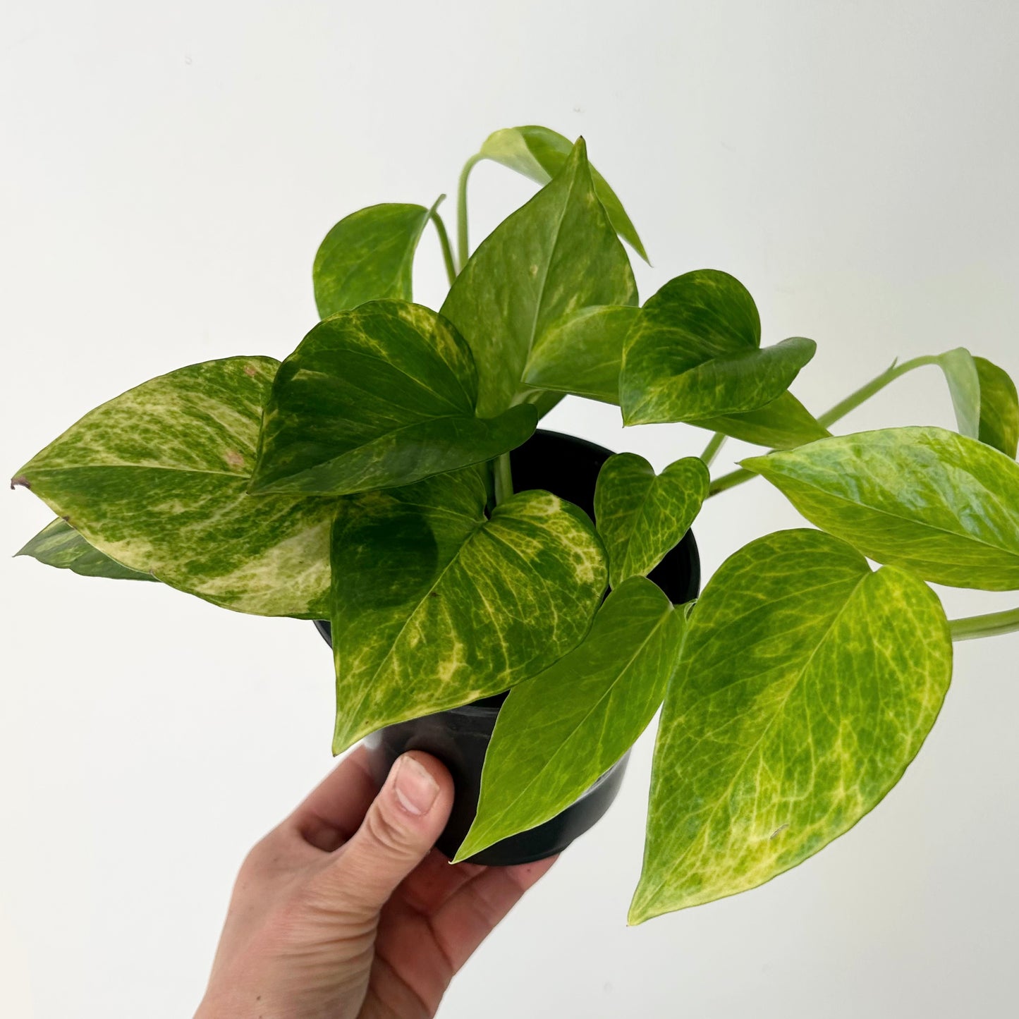 Pothos “Neon Queen” 4”pot