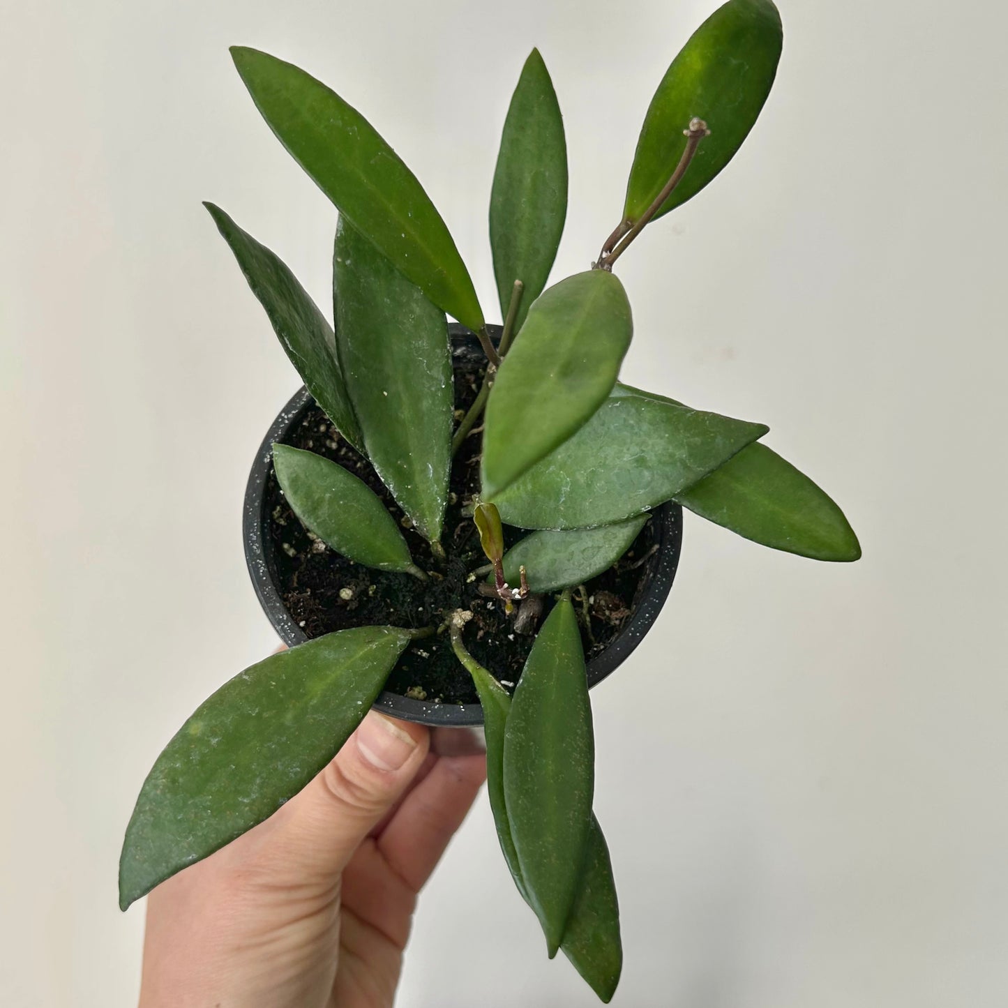 Hoya davidcummingii 3.5”pot