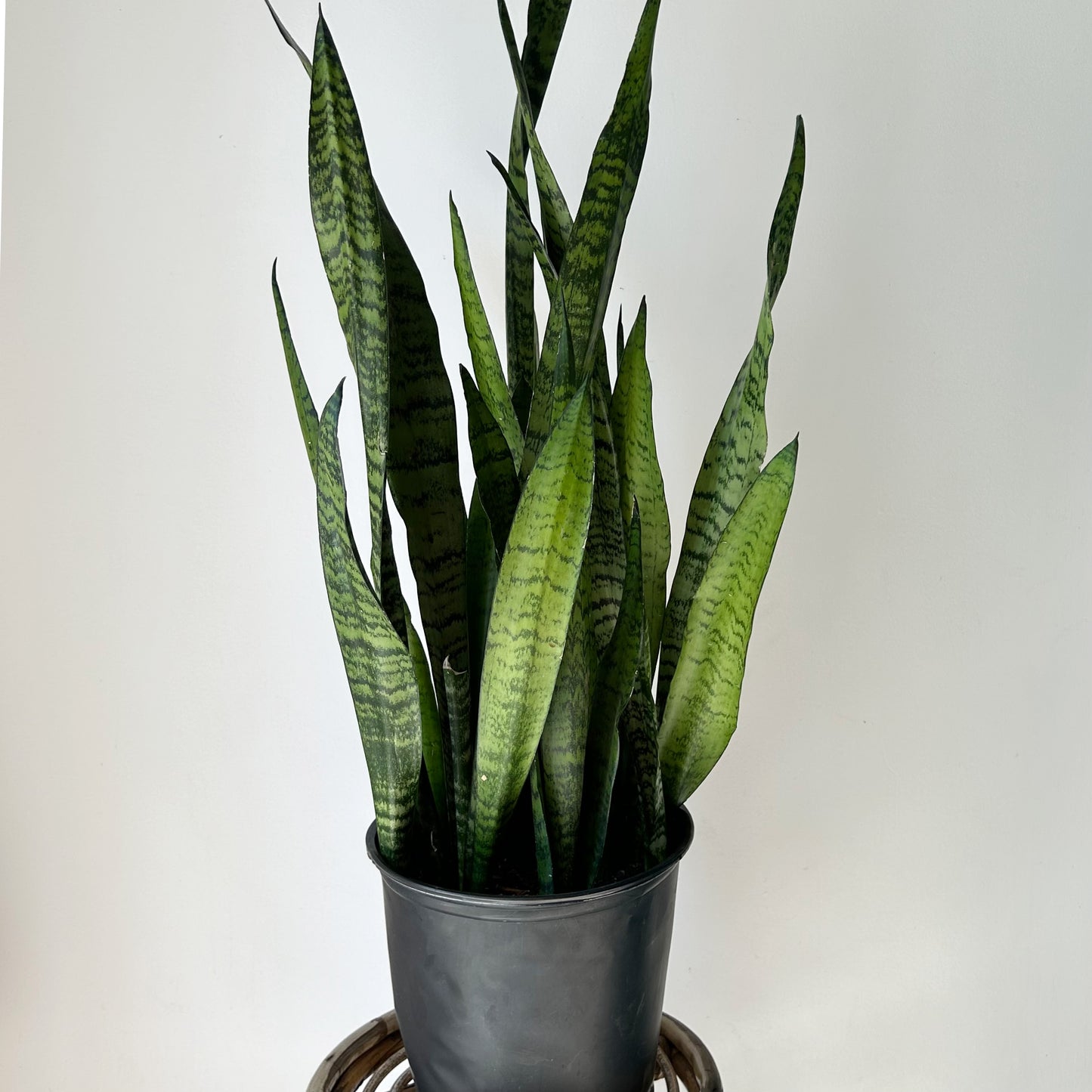 Sansevieria zeylanica approximately  2.5ft tall in 8”pot