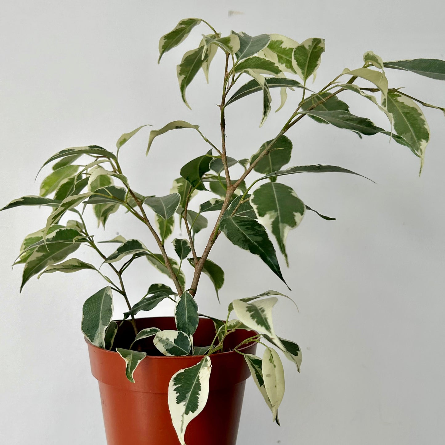 Variegated Ficus Benjamina 5”pot