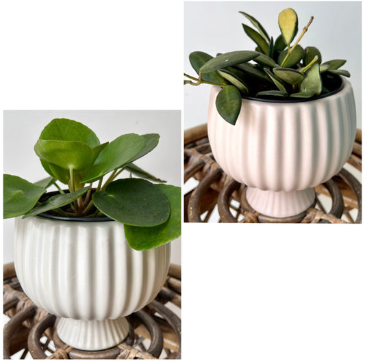 SONATA decorative compote planter (3.75”x4”) available in two colours