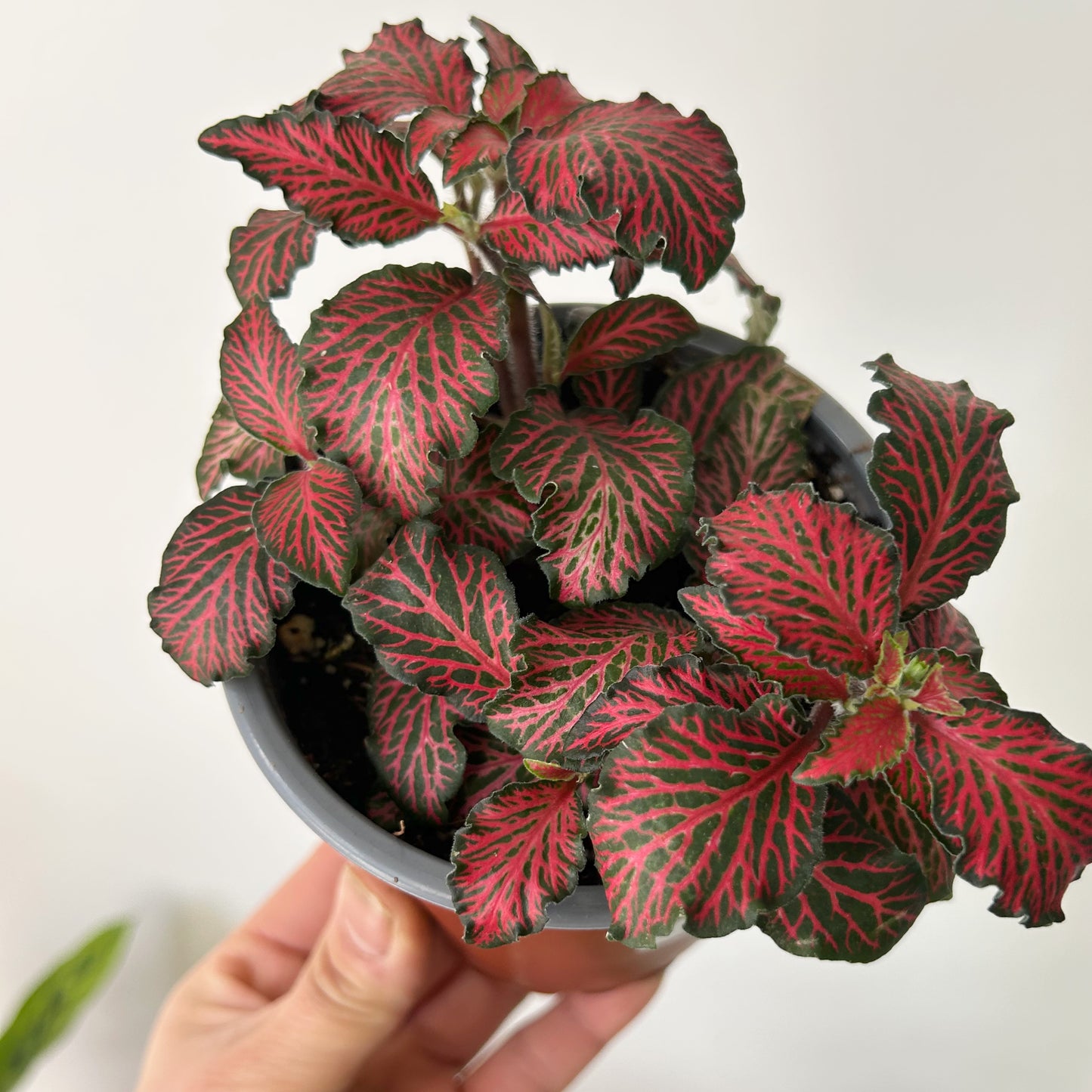 Red Nerve Plant “Forest Flame” (Fittonia) 4”pot
