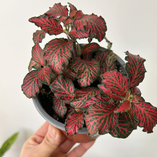 Red Nerve Plant “Forest Flame” (Fittonia) 4”pot