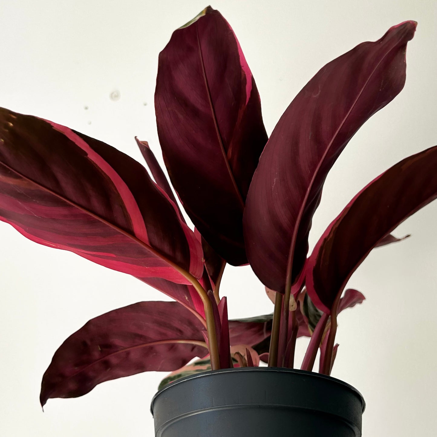 Calathea Stromanthe Triostar 5”pot